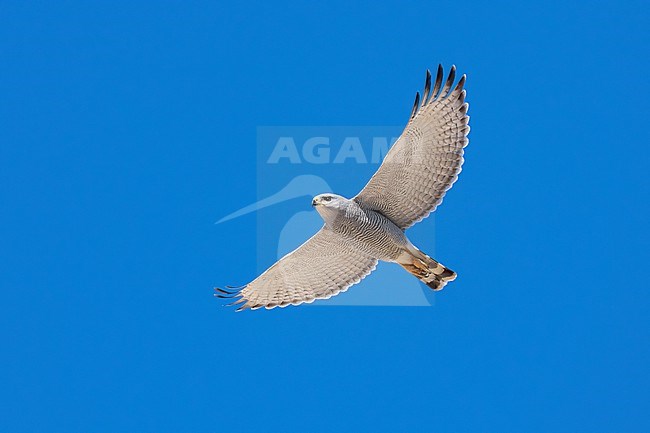 Adult 
Pima Co., AZ
April 2024 stock-image by Agami/Brian E Small,