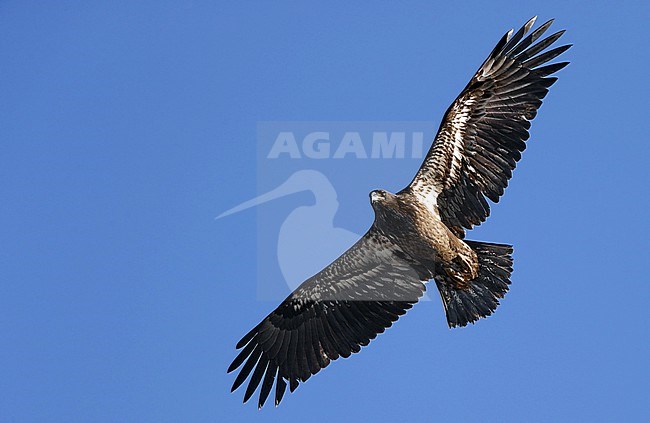 Bald Eagle, Haliaeetus leucocephalus, juvenile at Cape May, New Jersey, USA stock-image by Agami/Helge Sorensen,