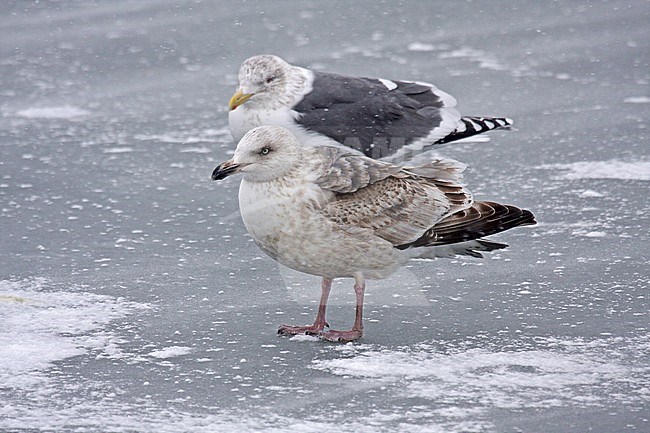 Immature Slaty-backed Gull (Larus schistisagus) wintering in Japan. stock-image by Agami/Pete Morris,