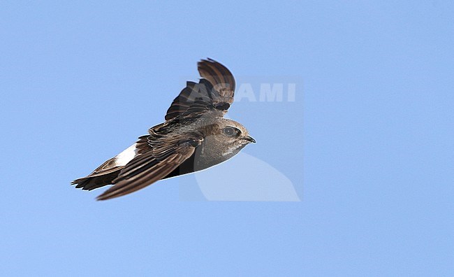 Worn adult Little Swift (Apus affinis) in flight during late summer at Chipiona, Spain. stock-image by Agami/Helge Sorensen,