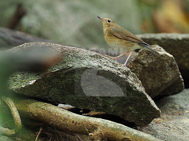 Siberian blue robin (Larvivora cyane) female perched on a rock in Vietnam. stock-image by Agami/James Eaton,