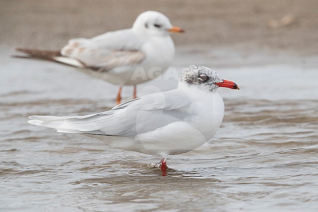 Mediterranean Gull (Ichthyaetus melanocephalus), adult in winter plumage standing in the water stock-image by Agami/Saverio Gatto,