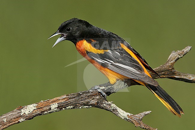 Adult male
Galveston Co., TX
April 2008 stock-image by Agami/Brian E Small,