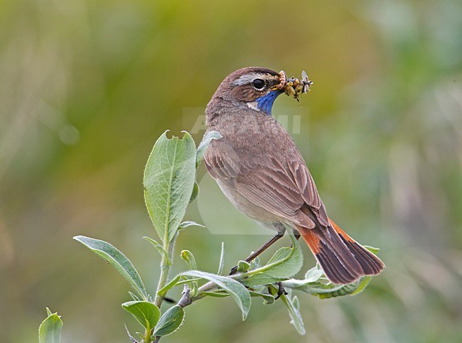 Roodsterblauwborst met voer; Red-Spotted Bluethroat with food stock-image by Agami/Markus Varesvuo,