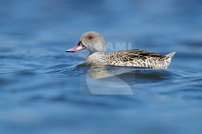 Cape Teal (Anas capensis), side view of an adult male swimming in the water, Western Cape, South Africa stock-image by Agami/Saverio Gatto,