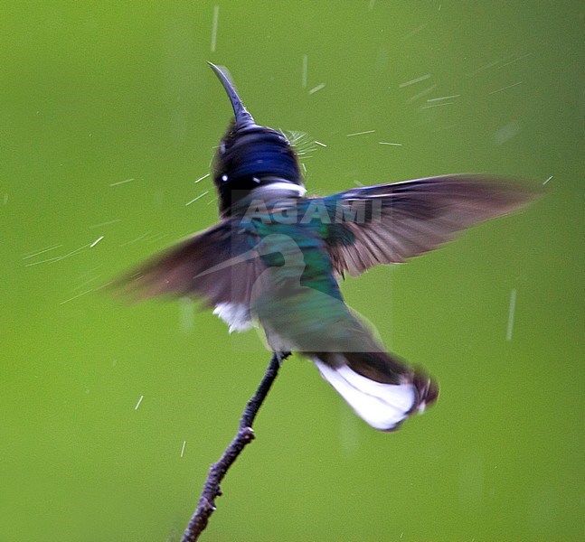 Witnekkolibrie zich wassend in de regen; White-necked Jacobin washing in the rain stock-image by Agami/Marc Guyt,