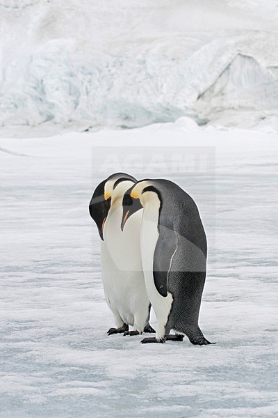 keizerspinguÃ¯n; Emperor Penguin stock-image by Agami/Pete Morris,