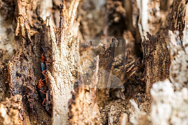 Rhamnusium bicolor - Beulenkopfbock, Germany (Rheinland-Pfalz), imago, female, ovulating stock-image by Agami/Ralph Martin,