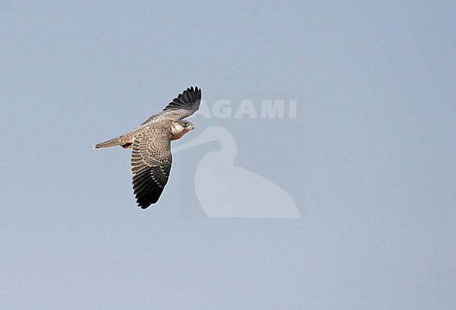 Grey Falcon (Falco hypoleucos) in inland Australia. stock-image by Agami/Pete Morris,