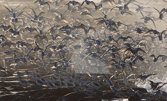 Drieteenstrandlopers op trek, Sanderlings migrating stock-image by Agami/Jacques van der Neut,
