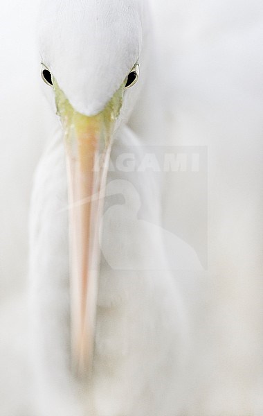 Great White Egret (Egretta alba) Hungary January 2014
Jalohaikara stock-image by Agami/Markus Varesvuo,