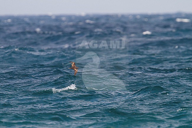 Jouanin's Petrel - Jouaninsturmvogel - Bulweria fallax, Oman stock-image by Agami/Ralph Martin,