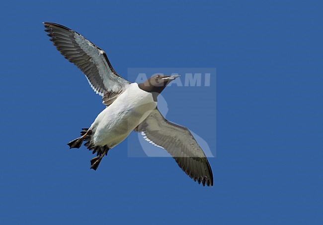 BrÃ¼nnichs Murre adult flying;Kortbekzeekoet volwassen vliegend stock-image by Agami/Markus Varesvuo,