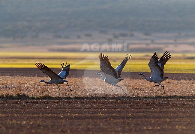 Common Crane, Grus grus, wintering at Laguna Gallocanta in Spain. Taking off from a field. stock-image by Agami/Marc Guyt,