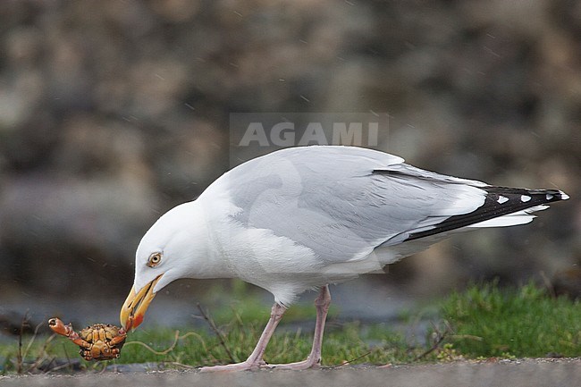 Zilvermeeuw eet een krab; Herring Gull eating a crab stock-image by Agami/Menno van Duijn,