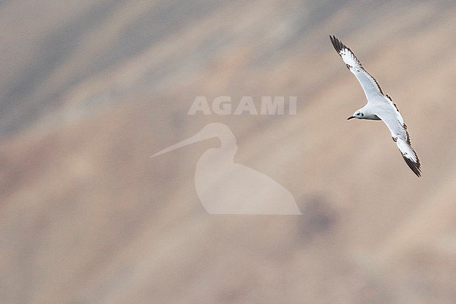 Brown-headed Gull (Larus brunnicephalus) Tajikistan, 1st summer in flight stock-image by Agami/Ralph Martin,