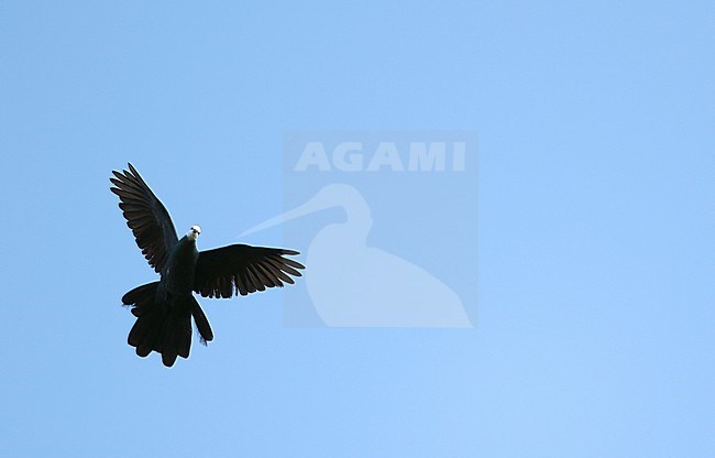 White-faced Cuckoo-Dove (Turacoena manadensis) in flight over Togean Island, Togian Islands in the Gulf of Tomini, Sulawesi. stock-image by Agami/James Eaton,