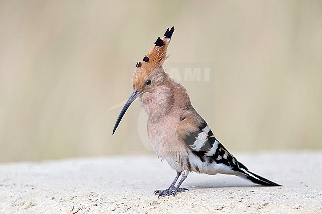 Hop, Eurasian Hoopoe stock-image by Agami/Bence Mate,