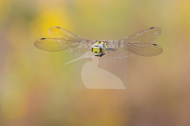 Blue Hawker (Aeshna cyanea), front view of an adult in flight, Campania, Italy stock-image by Agami/Saverio Gatto,