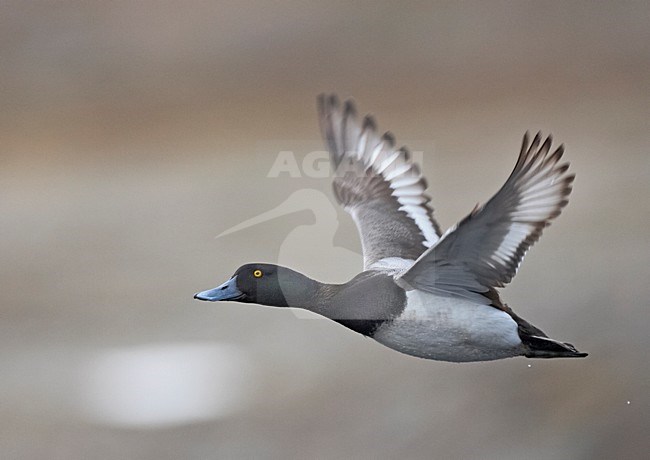 Greater Scaup male flying; Toppereend man vliegend stock-image by Agami/Jari Peltomäki,