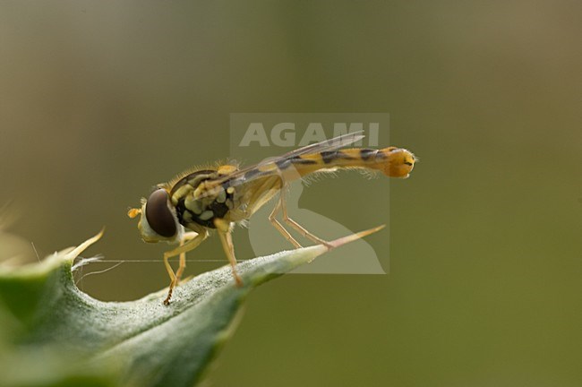 Zweefvlieg op blad Nederland, Hoverfly on leaf Netherlands stock-image by Agami/Wil Leurs,