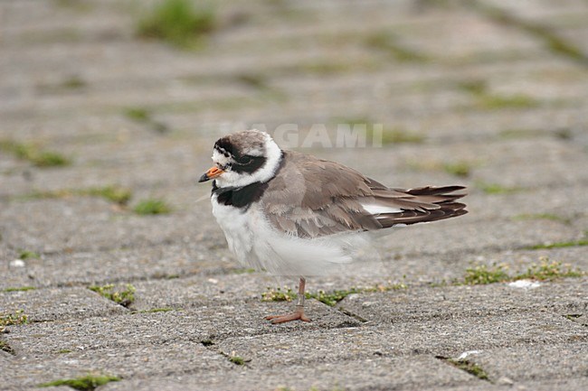 Bontbekplevier in zit; Common Ringed Plover perched stock-image by Agami/Reint Jakob Schut,