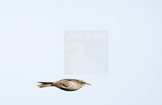 Migrating Short-toed Treecreeper (Certhia brachydactyla) in the Netherlands. stock-image by Agami/Ran Schols,