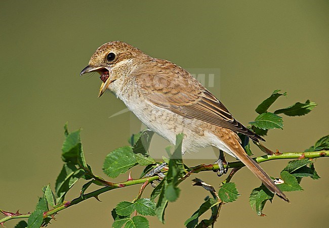 Juvenile Red-backed Shrike stock-image by Agami/Alain Ghignone,