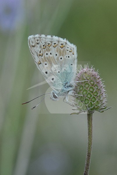  stock-image by Agami/Casper Zuijderduijn,