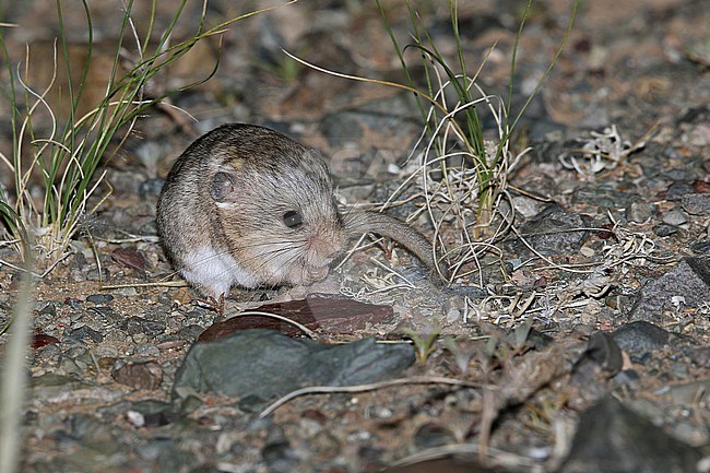 Thick-tailed Pygmy Jerboa (Salpingotus crassicauda) in Mongolia. stock-image by Agami/James Eaton,