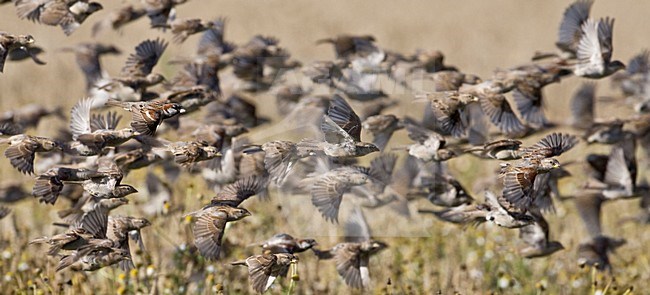 Huismus groep in vlucht Nederland, House Sparrow group in flight Netherlands stock-image by Agami/Wil Leurs,