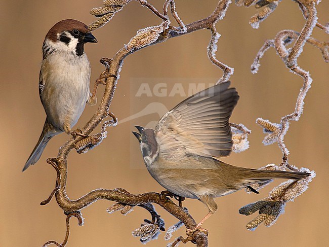 Ringmus op krulhazelaar in de winter; Eurasian Tree Sparrow on curl hazel in winter; stock-image by Agami/Walter Soestbergen,