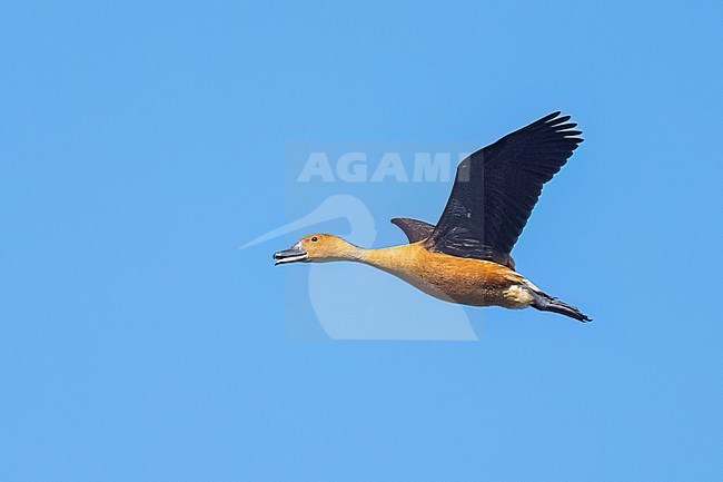 Adult 
Galveston Co., TX
April 2023 stock-image by Agami/Brian E Small,