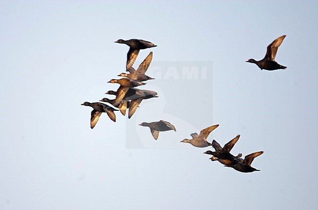 Common Scoter group flying; Zwarte ZeeeÃ«end groep vliegend stock-image by Agami/Markus Varesvuo,