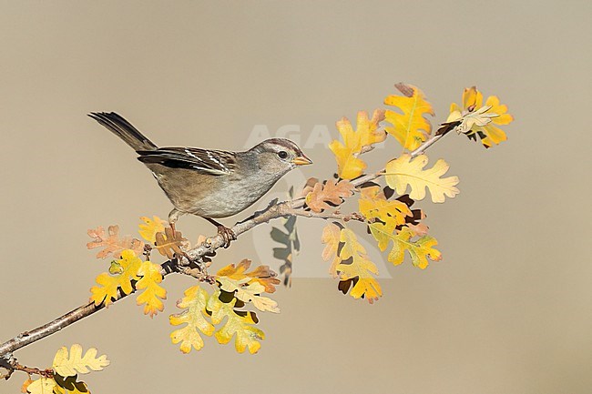 Immature
Santa Barbara Co., CA
November 2022 stock-image by Agami/Brian E Small,