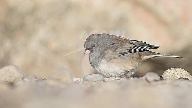 (Slate-colored) Dark-eyed Junco (Junco hyemalis hyemalis/carolinensis), foraging on the ground in Quebec, Canada, during autumn. stock-image by Agami/Ian Davies,