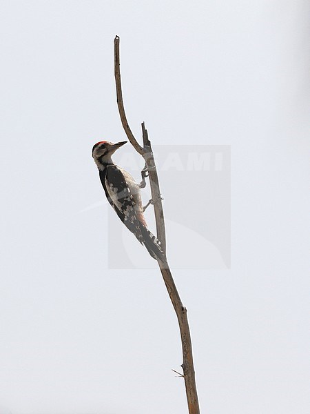 Sind Woodpecker, Dendrocopos assimilis stock-image by Agami/James Eaton,
