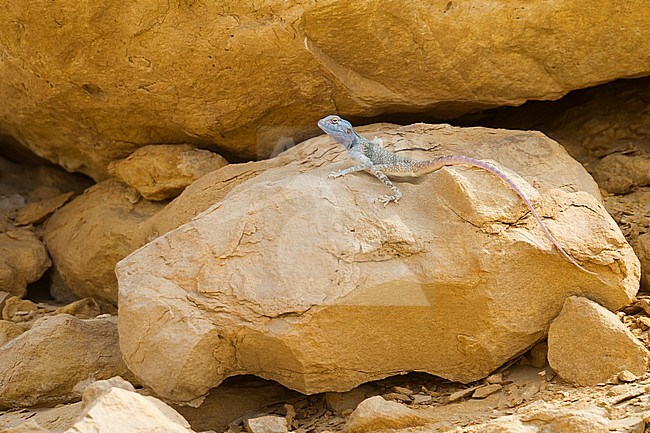 Sinai Agama - Sinai Agame - Pseudotrapelus sinaitus, Oman stock-image by Agami/Ralph Martin,