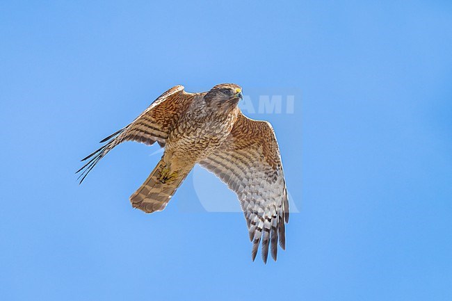 Juvenile
Colusa Co., CA
January 2023 stock-image by Agami/Brian E Small,