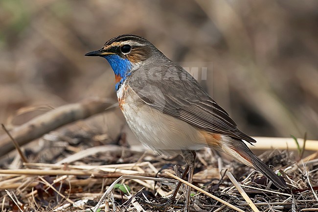 Bluethroat  (Luscinia svecica cyanecula). Side view of adult male standing on dry grass stock-image by Agami/Kari Eischer,