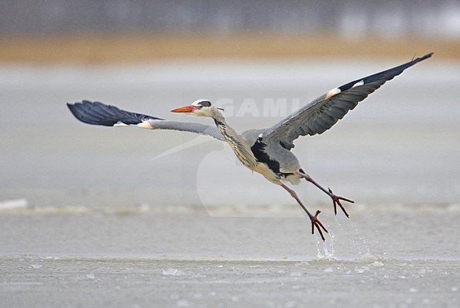 Grey Heron adult flying; Blauwe Reiger volwassen vliegend stock-image by Agami/Markus Varesvuo,