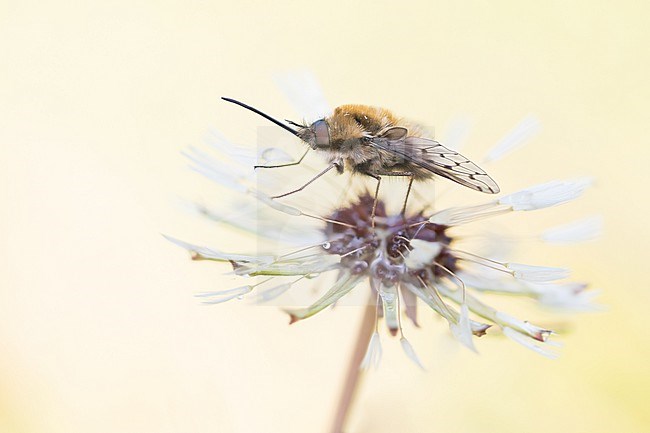 Bombylius medius - Mittlerer Wollschweber, Germany (Baden-Württemberg), imago, male stock-image by Agami/Ralph Martin,