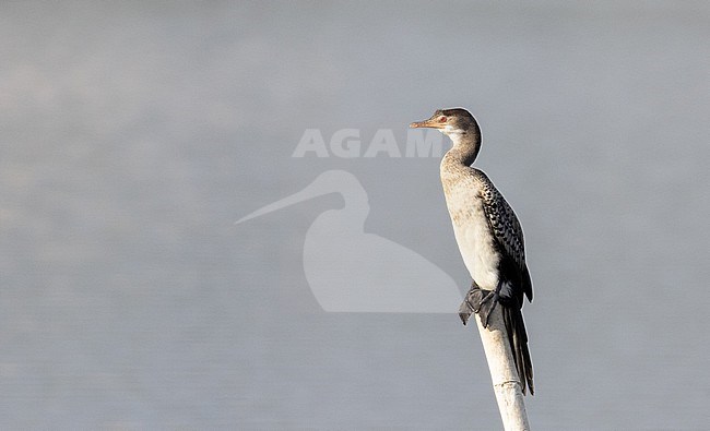 Immature Reed cormorant (Microcarbo africanus), also known as the long-tailed cormorant, in Chembe Bird Sanctuary, Copperbelt, Zambia. stock-image by Agami/Ian Davies,