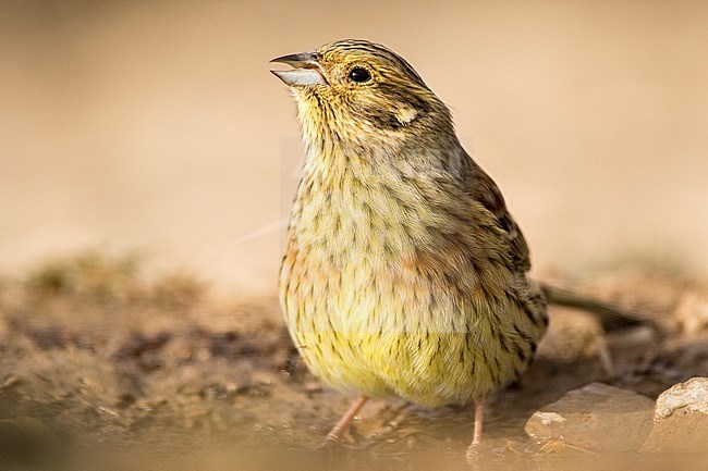 Adult female Cirl Bunting (Emberiza cirlus) perched on the ground during autumn in Teruel in Spain. Seen from the front. stock-image by Agami/Oscar Díez,