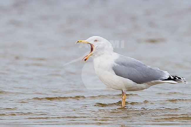Yellow-legged Gull, Larus michahellis, adult winter standing in water seen from side stock-image by Agami/Menno van Duijn,