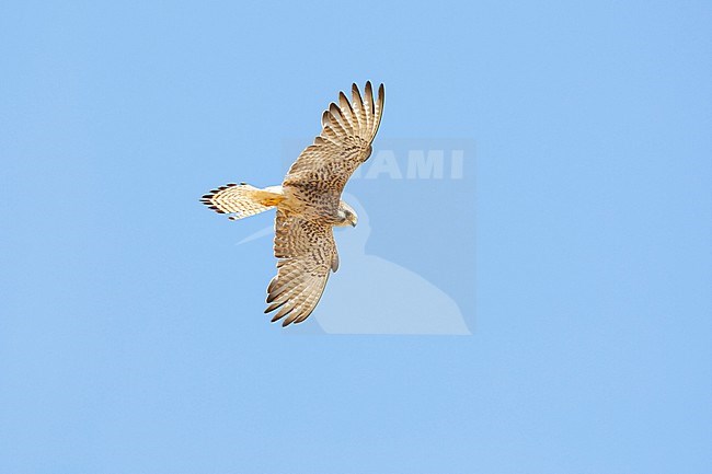 Adult female Lesser Kestrel (Falco naumanni) in flight in Spain. Adult bird with suspended moult. stock-image by Agami/Mathias Putze,
