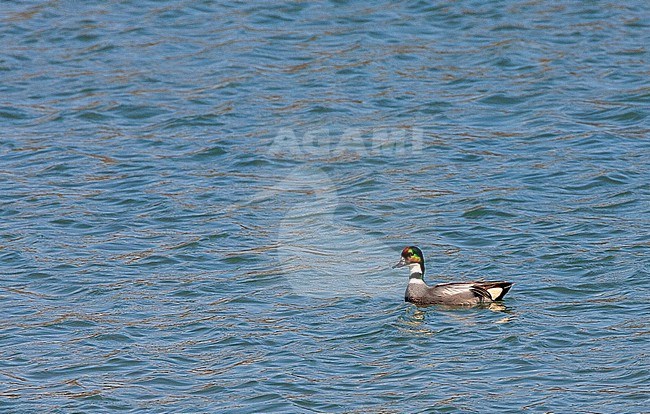 Male Falcated Duck (Mareca falcata) swimming in a river in Japan. stock-image by Agami/Marc Guyt,