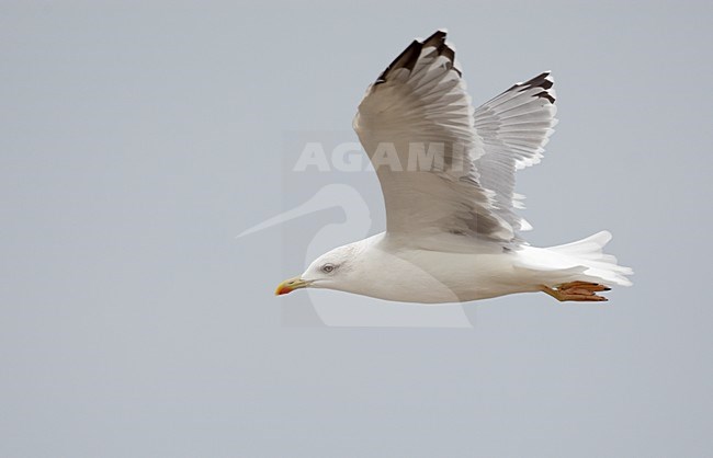 Adulte Geelpootmeeuw in vlucht, Adult Yellow-legged Gull in flight stock-image by Agami/Markus Varesvuo,