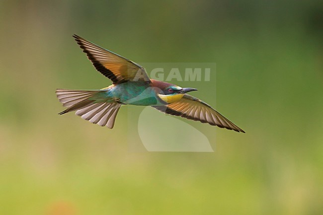 Bijeneter in vlucht, European Bee-eater in flight stock-image by Agami/Daniele Occhiato,