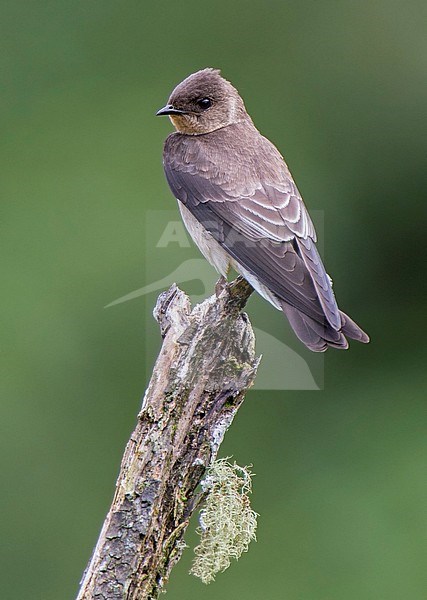 Southern Rough-winged Swallow (Stelgidopteryx ruficollis uropygialis) at ProAves Tangaras Reserve, El Carmen de Atrato, Choco, Colombia. stock-image by Agami/Tom Friedel,